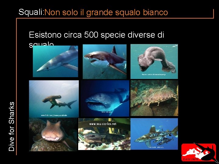 Squali: Non solo il grande squalo bianco Dive for Sharks Esistono circa 500 specie