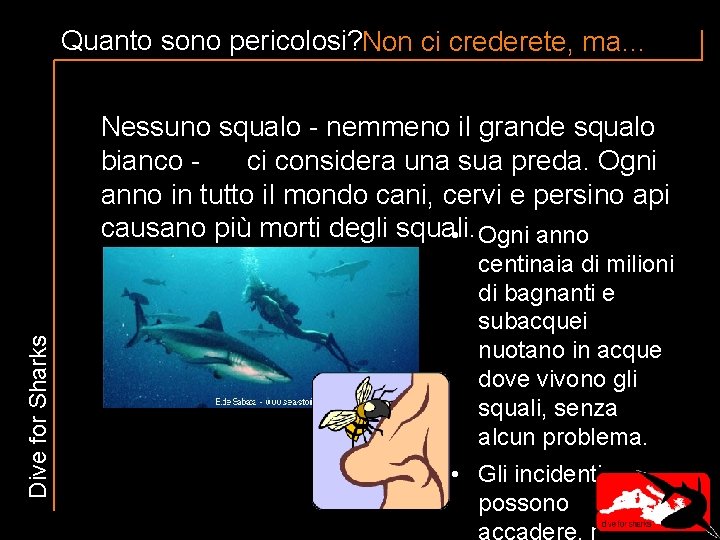 Quanto sono pericolosi? Non ci crederete, ma… Dive for Sharks Nessuno squalo - nemmeno