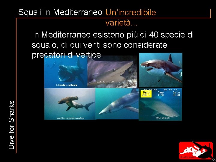 Dive for Sharks Squali in Mediterraneo Un’incredibile varietà. . . In Mediterraneo esistono più