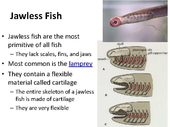 Jawless Fish • Jawless fish are the most primitive of all fish – They