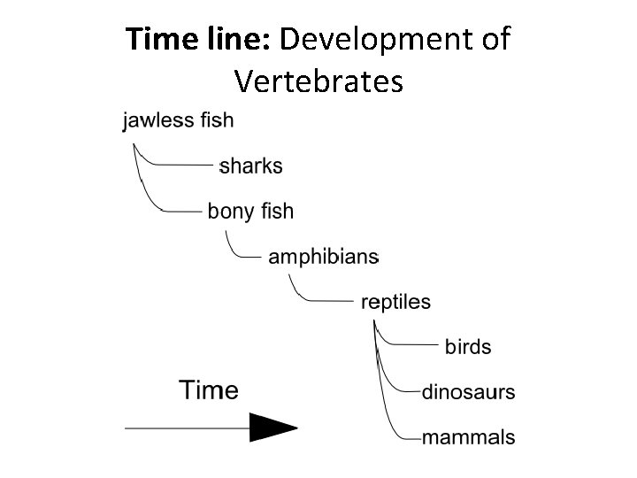 Time line: Development of Vertebrates 