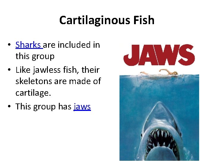 Cartilaginous Fish • Sharks are included in this group • Like jawless fish, their