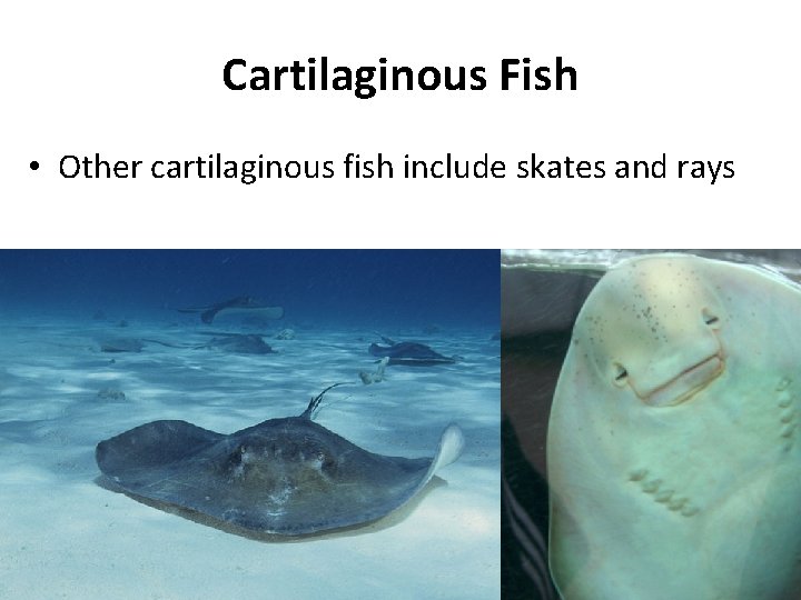 Cartilaginous Fish • Other cartilaginous fish include skates and rays 