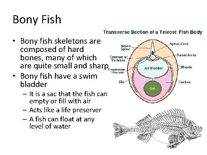 Bony Fish • Bony fish skeletons are composed of hard bones, many of which