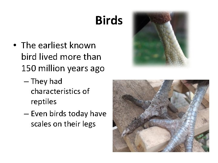 Birds • The earliest known bird lived more than 150 million years ago –