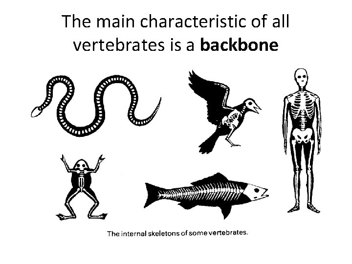 The main characteristic of all vertebrates is a backbone 