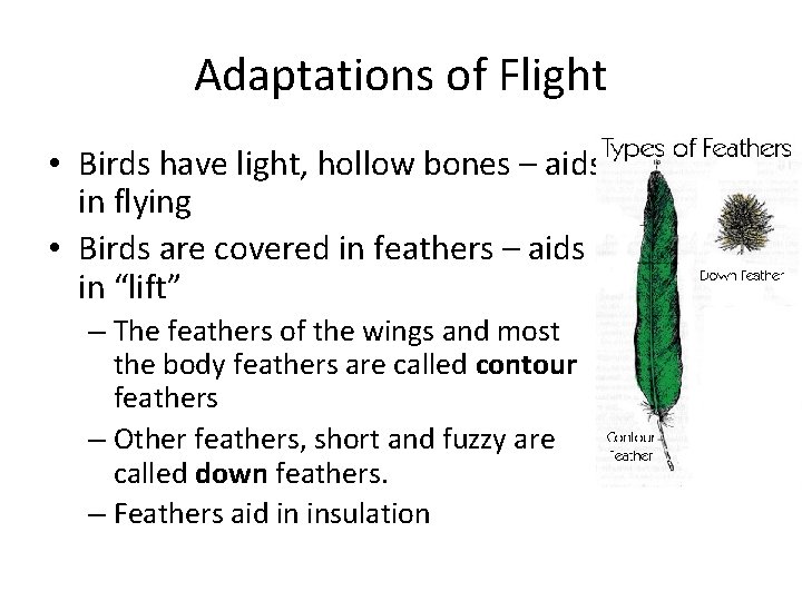 Adaptations of Flight • Birds have light, hollow bones – aids in flying •