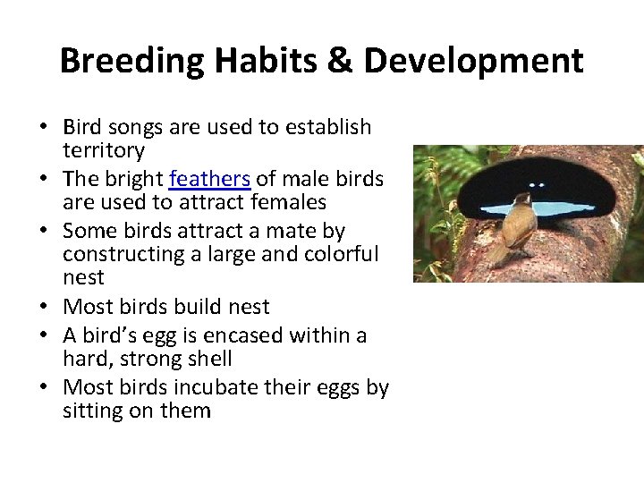 Breeding Habits & Development • Bird songs are used to establish territory • The