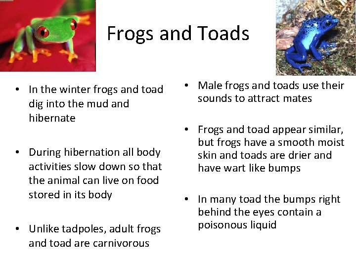 Frogs and Toads • In the winter frogs and toad dig into the mud