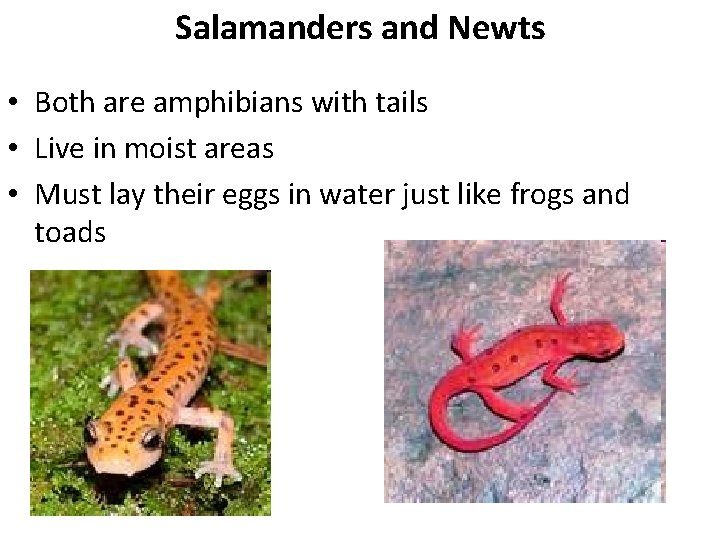 Salamanders and Newts • Both are amphibians with tails • Live in moist areas