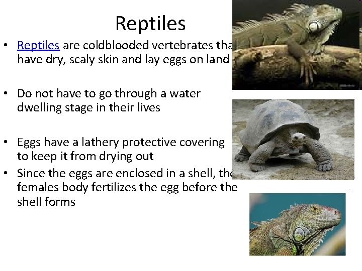 Reptiles • Reptiles are coldblooded vertebrates that have dry, scaly skin and lay eggs