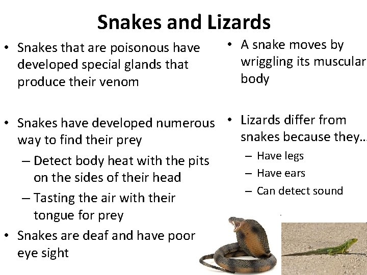 Snakes and Lizards • Snakes that are poisonous have developed special glands that produce