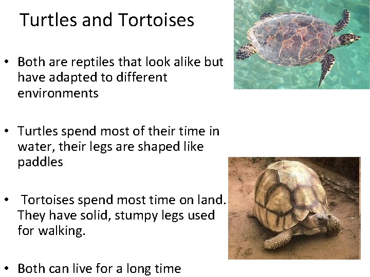 Turtles and Tortoises • Both are reptiles that look alike but have adapted to