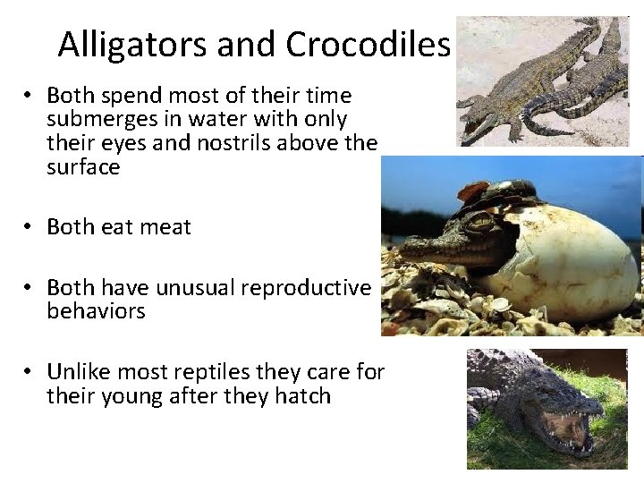 Alligators and Crocodiles • Both spend most of their time submerges in water with