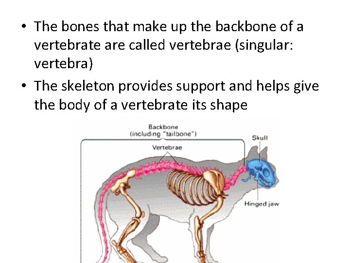  • The bones that make up the backbone of a vertebrate are called