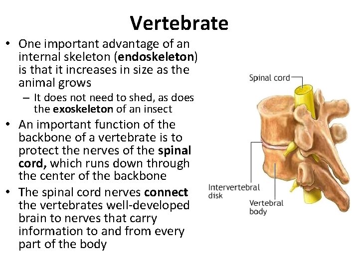 Vertebrate • One important advantage of an internal skeleton (endoskeleton) is that it increases