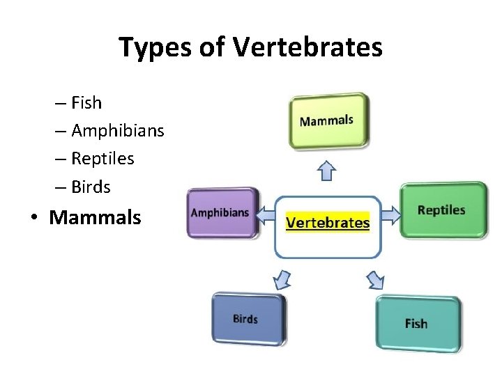 Types of Vertebrates – Fish – Amphibians – Reptiles – Birds • Mammals 