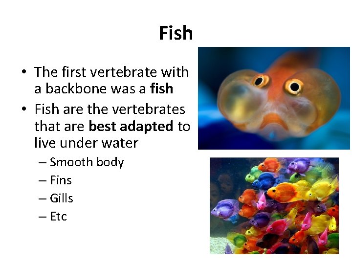Fish • The first vertebrate with a backbone was a fish • Fish are