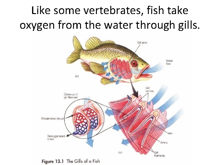 Like some vertebrates, fish take oxygen from the water through gills. 