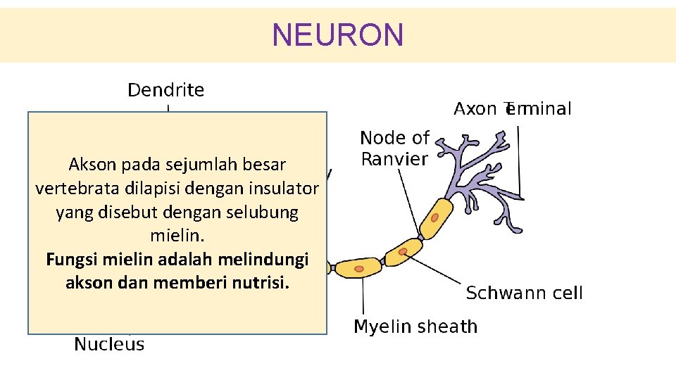 NEURON Akson pada sejumlah besar vertebrata dilapisi dengan insulator yang disebut dengan selubung mielin.