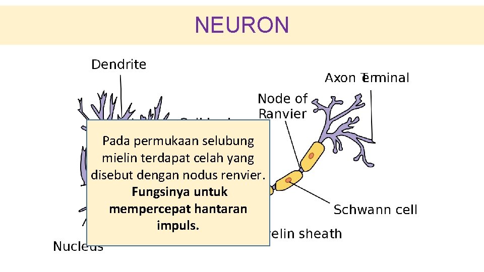 NEURON Pada permukaan selubung mielin terdapat celah yang disebut dengan nodus renvier. Fungsinya untuk