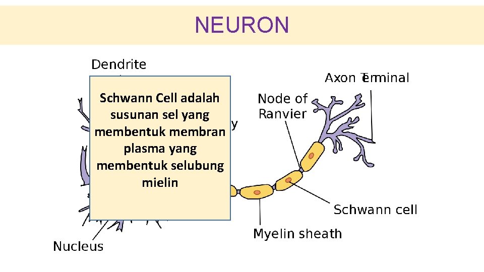 NEURON Schwann Cell adalah susunan sel yang membentuk membran plasma yang membentuk selubung mielin