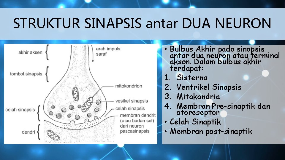 STRUKTUR SINAPSIS antar DUA NEURON • Bulbus Akhir pada sinapsis antar dua neuron atau