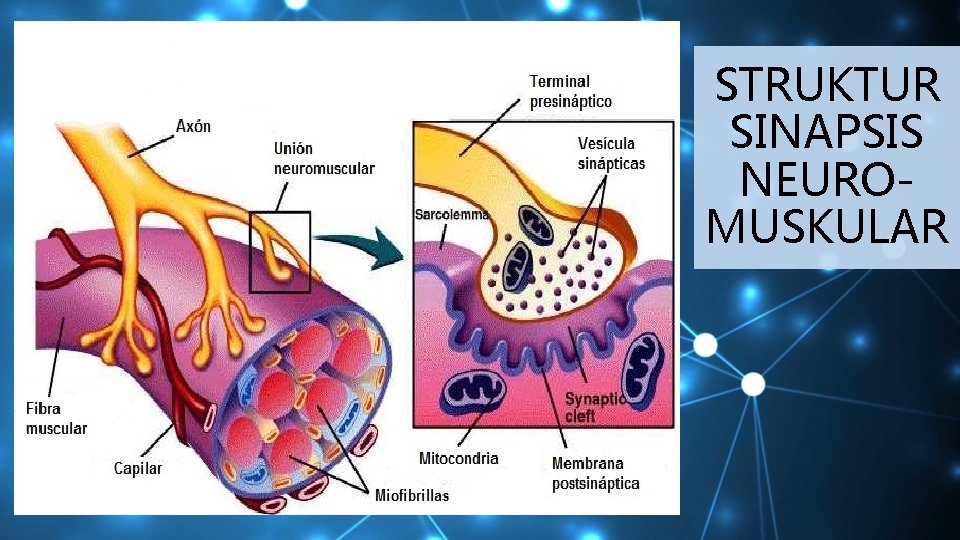 STRUKTUR SINAPSIS NEUROMUSKULAR 
