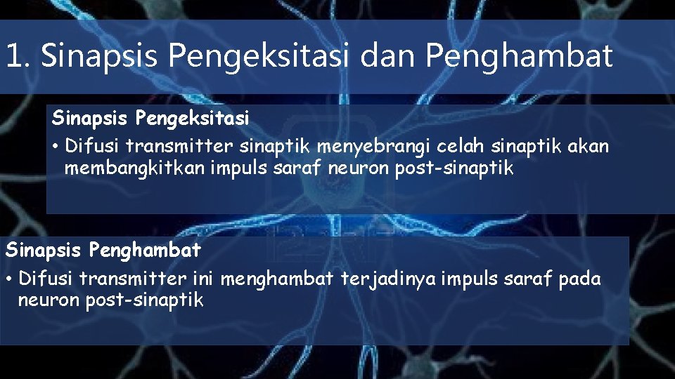 1. Sinapsis Pengeksitasi dan Penghambat Sinapsis Pengeksitasi • Difusi transmitter sinaptik menyebrangi celah sinaptik