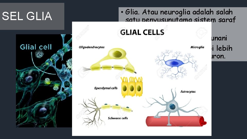 SEL GLIA • Glia. Atau neuroglia adalah satu penyusunutama sistem saraf lainnya. • Gila