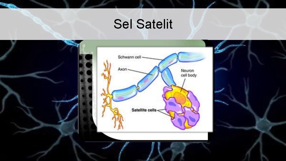 Sel Satelit 