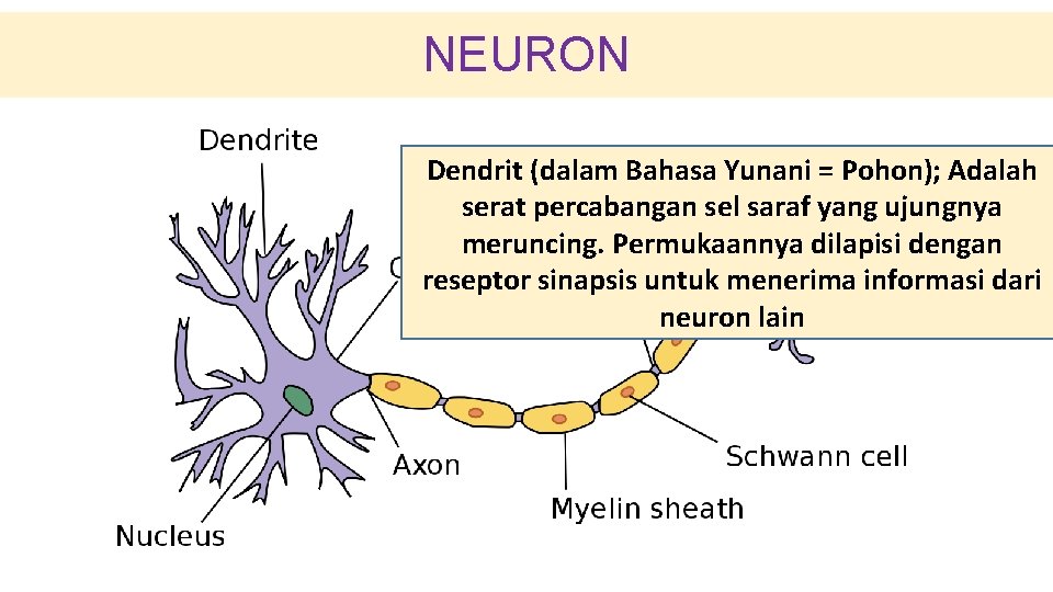 NEURON Dendrit (dalam Bahasa Yunani = Pohon); Adalah serat percabangan sel saraf yang ujungnya