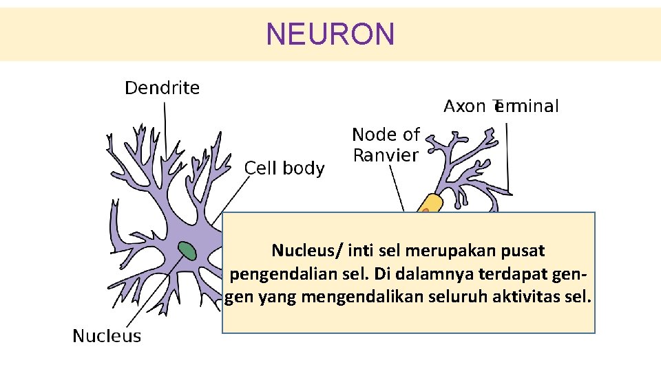 NEURON Nucleus/ inti sel merupakan pusat pengendalian sel. Di dalamnya terdapat gengen yang mengendalikan