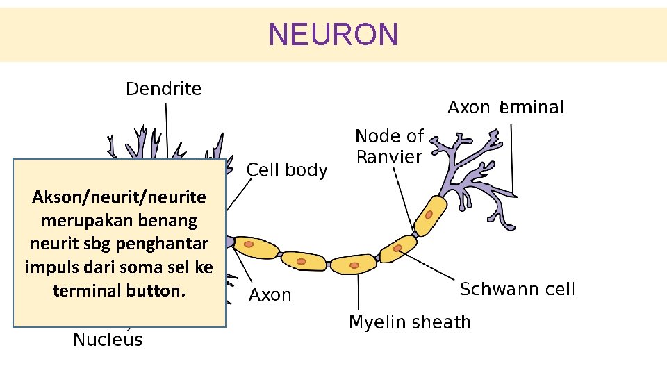 NEURON Akson/neurite merupakan benang neurit sbg penghantar impuls dari soma sel ke terminal button.