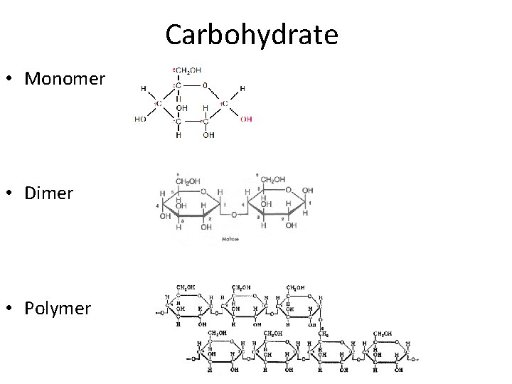 Carbohydrate • Monomer • Dimer • Polymer 