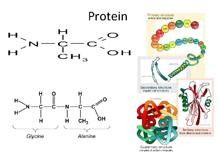 Protein 