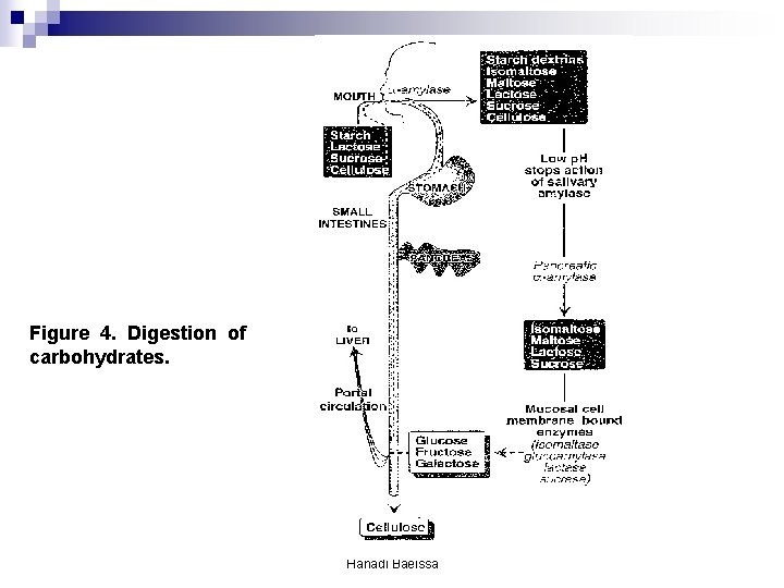 Figure 4. Digestion of carbohydrates. Hanadi Baeissa Figure 4. Digestion of carbohydrates. Hanadi Baeissa