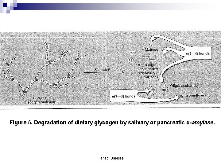 Figure 5. Degradation of dietary glycogen by salivary or pancreatic α-amylase. Hanadi Baeissa Figure 5. Degradation of dietary glycogen by salivary or pancreatic α-amylase. Hanadi Baeissa
