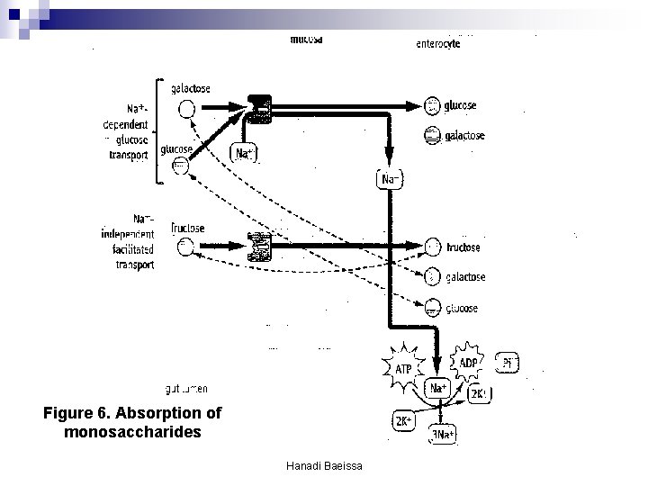 Figure 6. Absorption of monosaccharides Hanadi Baeissa Figure 6. Absorption of monosaccharides Hanadi Baeissa