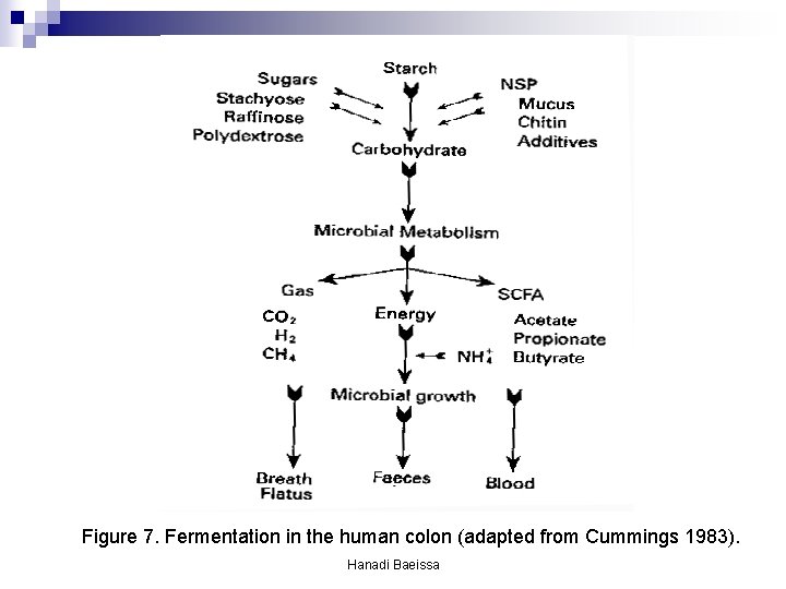 Figure 7. Fermentation in the human colon (adapted from Cummings 1983). Hanadi Baeissa Figure 7. Fermentation in the human colon (adapted from Cummings 1983). Hanadi Baeissa