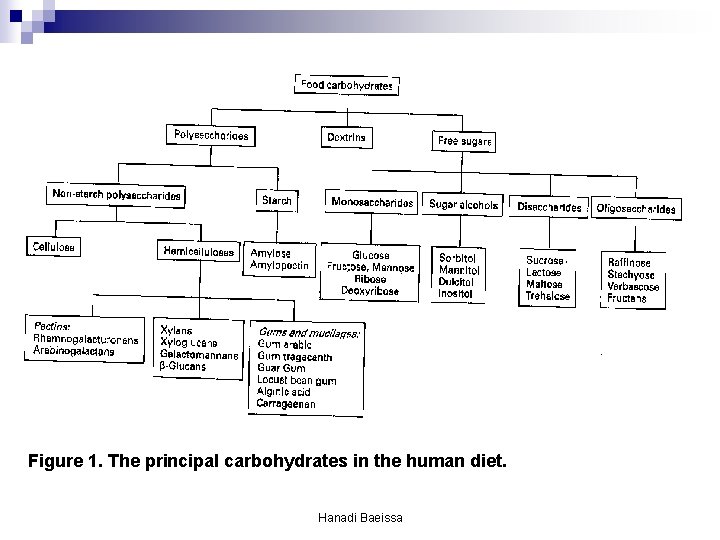 Figure 1. The principal carbohydrates in the human diet. Hanadi Baeissa Figure 1. The principal carbohydrates in the human diet. Hanadi Baeissa