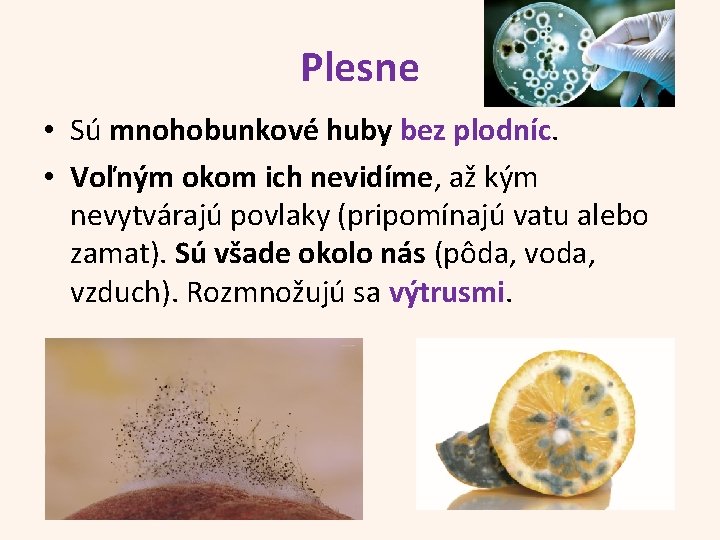 Plesne • Sú mnohobunkové huby bez plodníc. • Voľným okom ich nevidíme, až kým