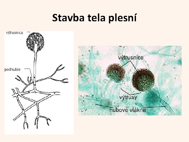 Stavba tela plesní 