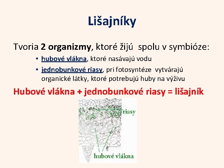 Lišajníky Tvoria 2 organizmy, ktoré žijú spolu v symbióze: • hubové vlákna, ktoré nasávajú