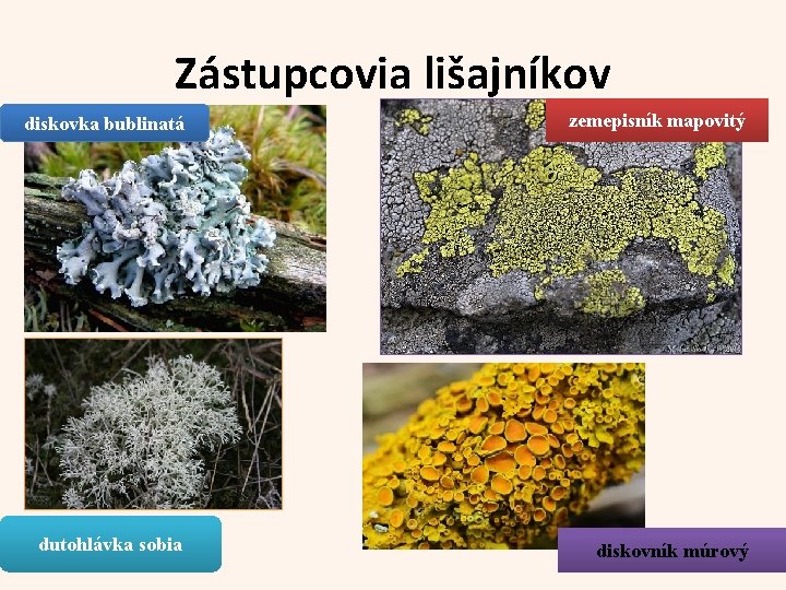 Zástupcovia lišajníkov diskovka bublinatá zemepisník mapovitý dutohlávka sobia diskovník múrový 