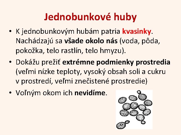 Jednobunkové huby • K jednobunkovým hubám patria kvasinky. Nachádzajú sa všade okolo nás (voda,