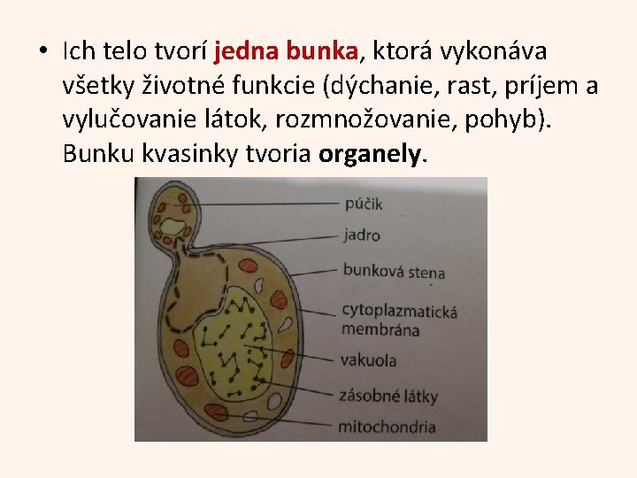  • Ich telo tvorí jedna bunka, ktorá vykonáva všetky životné funkcie (dýchanie, rast,