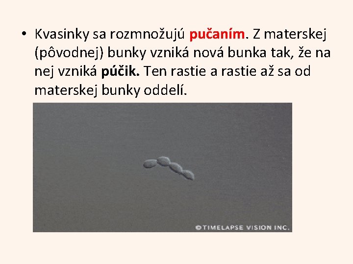 • Kvasinky sa rozmnožujú pučaním. Z materskej (pôvodnej) bunky vzniká nová bunka tak,