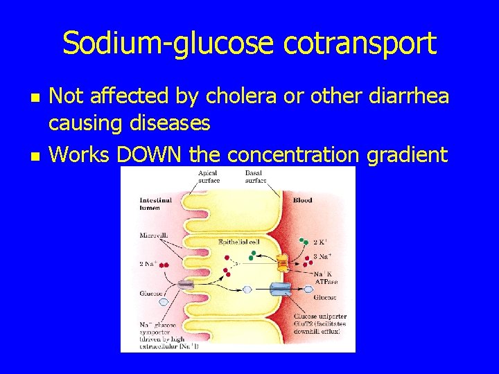 Sodium-glucose cotransport n n Not affected by cholera or other diarrhea causing diseases Works