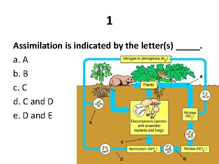 1 Assimilation is indicated by the letter(s) _____. a. A b. B c. C